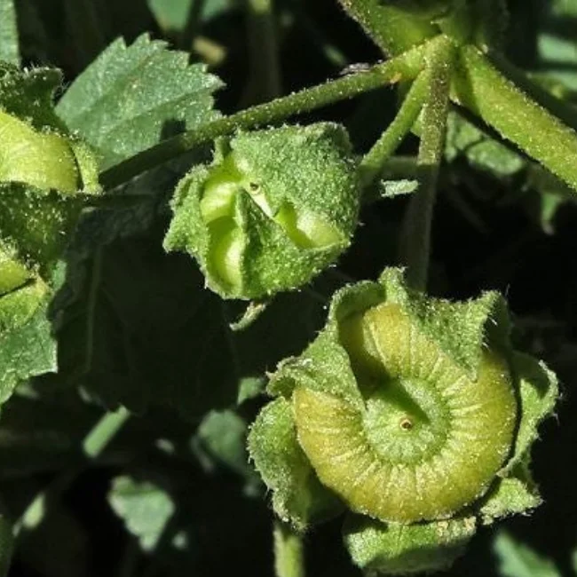 Common Mallow Organic Seed - Image 3