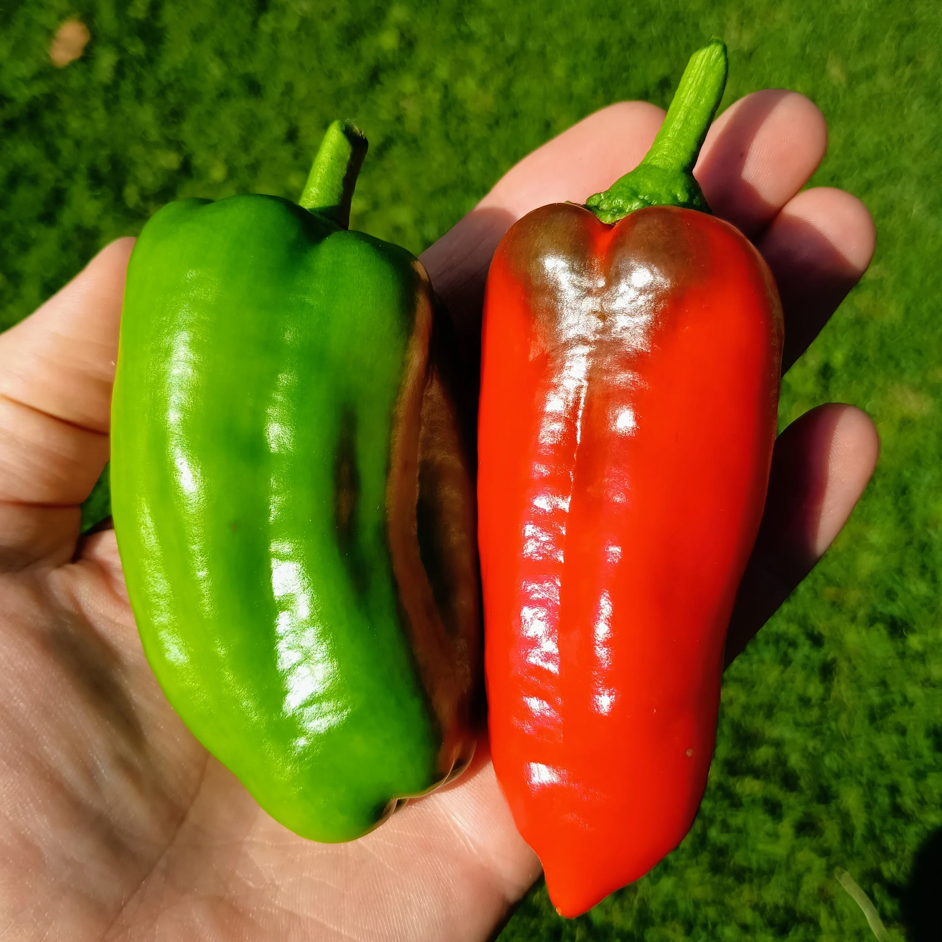 Pepper: Jubilandska - Red Bell Pepper Organic Seed - Image 3