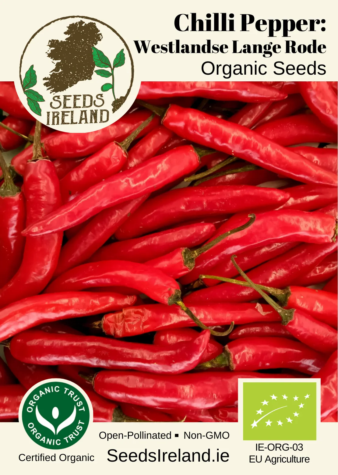 Chilli Pepper: Westlandse Lange Rode Organic Seed - Image 3