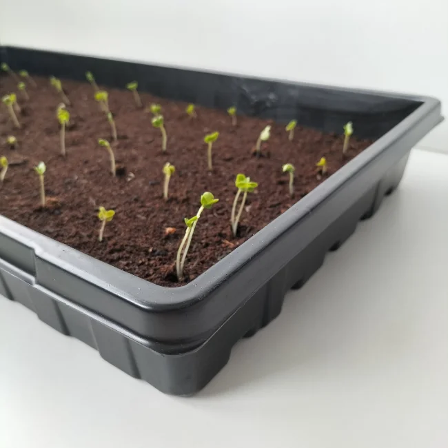 Propagation Trays For Seed Starting or Microgreens WITH Holes - 1020 - Image 4