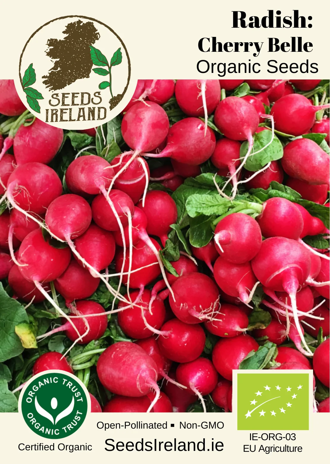 Radish: Cherry Belle Organic Seed - Image 3